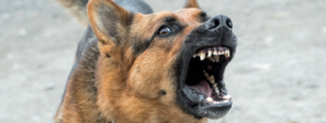 Fierce german shepard dog showing teeth and barking