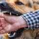 dog bite injury law